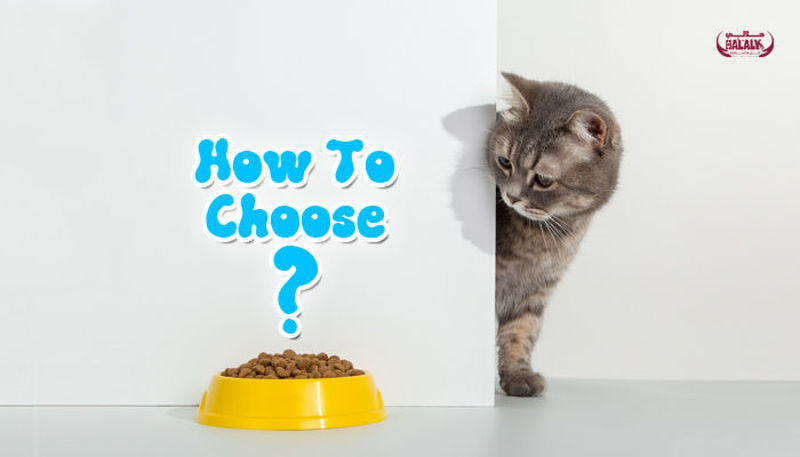 Your Guide To The Best Types Of Dry Food For Cats And How To Choose The Right One For Your Cat